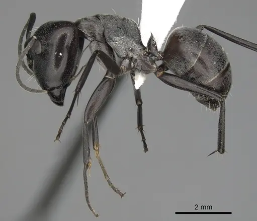 Camponotus burgeoni specimen CASENT0316935 image casent0316935_3