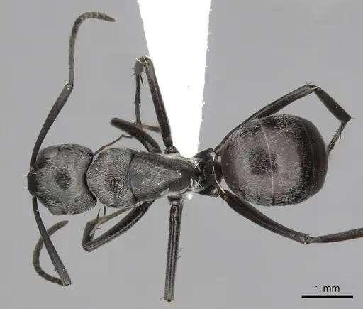 Camponotus burgeoni specimen CASENT0316936 image casent0316936_1