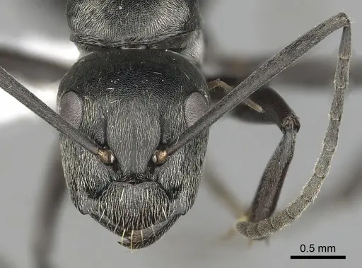 Camponotus burgeoni specimen CASENT0316936 image casent0316936_2