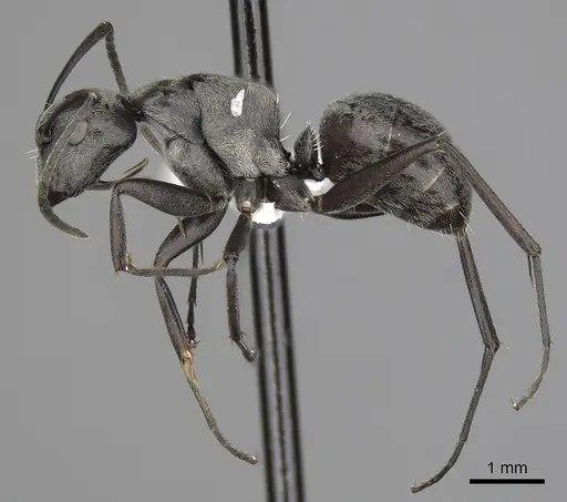 Camponotus burgeoni specimen CASENT0316936 image casent0316936_3