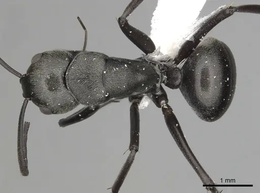 Camponotus burgeoni specimen CASENT0316937 image casent0316937_1