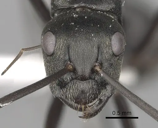 Camponotus burgeoni specimen CASENT0316937 image casent0316937_2