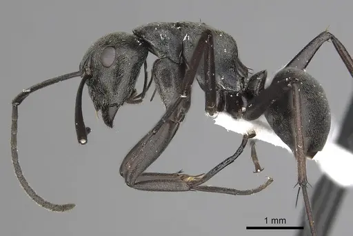 Camponotus burgeoni specimen CASENT0316937 image casent0316937_3