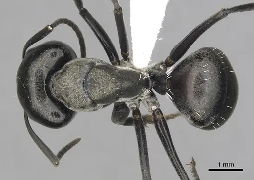 Camponotus burgeoni specimen CASENT0316949 image casent0316949_1