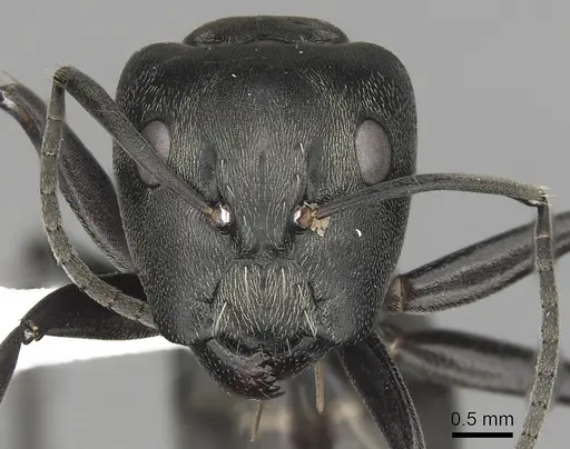 Camponotus burgeoni specimen CASENT0316949 image casent0316949_2