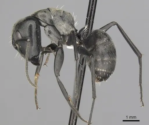 Camponotus burgeoni specimen CASENT0316949 image casent0316949_3