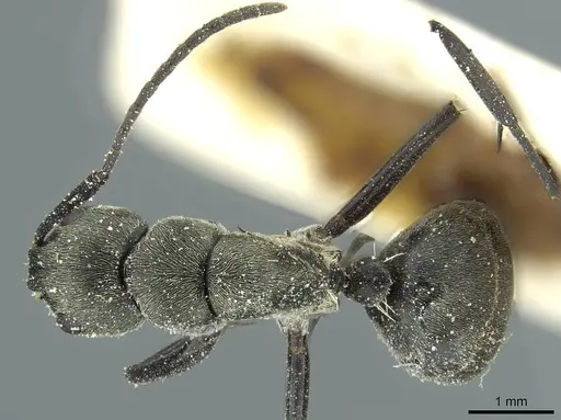 Camponotus burgeoni specimen CASENT0911650 image casent0911650_1