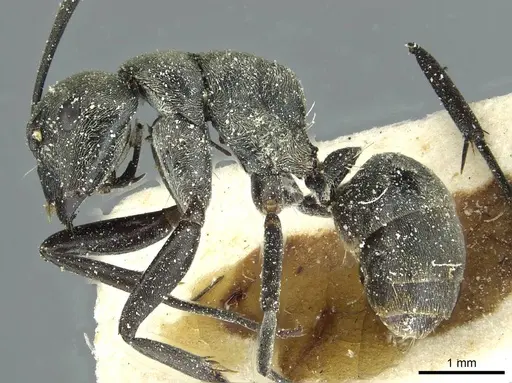 Camponotus burgeoni specimen CASENT0911650 image casent0911650_3