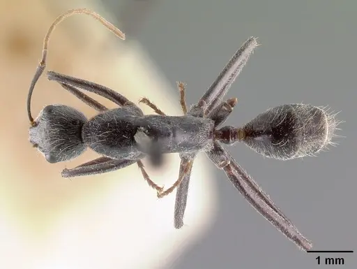 Camponotus butteli specimen CASENT0101854 image casent0101854_1