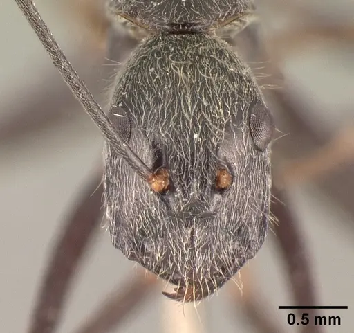 Camponotus butteli specimen CASENT0101854 image casent0101854_2