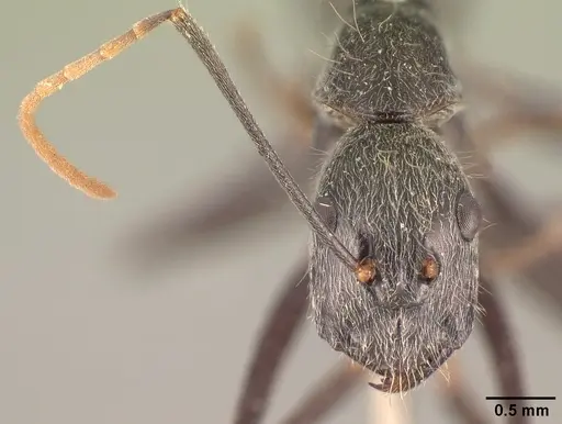 Camponotus butteli specimen CASENT0101854 image casent0101854_3