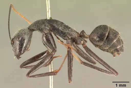 Camponotus butteli specimen CASENT0101854 image casent0101854_4