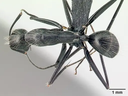 Camponotus butteli specimen CASENT0486980 image casent0486980_1