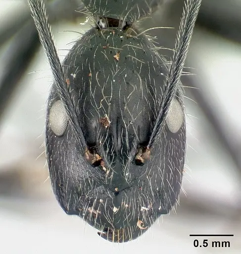 Camponotus butteli specimen CASENT0486980 image casent0486980_2