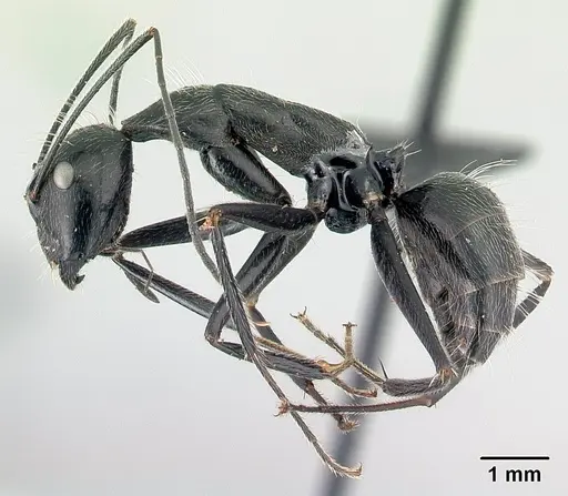 Camponotus butteli specimen CASENT0486980 image casent0486980_3