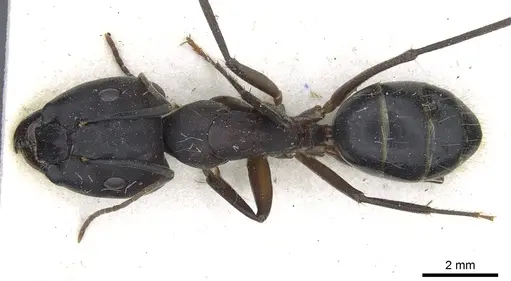 Camponotus buttikeri specimen CASENT0903526 image casent0903526_1