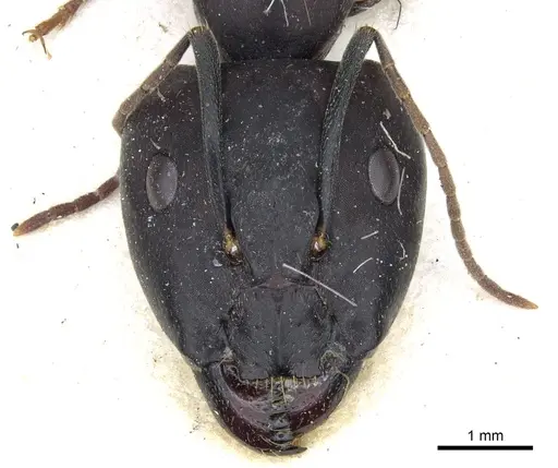 Camponotus buttikeri specimen CASENT0903526 image casent0903526_2