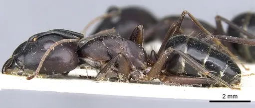 Camponotus buttikeri specimen CASENT0903526 image casent0903526_3