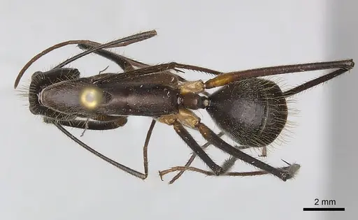 Camponotus cacicus specimen CASENT0217618 image casent0217618_1