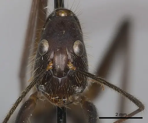 Camponotus cacicus specimen CASENT0217618 image casent0217618_2