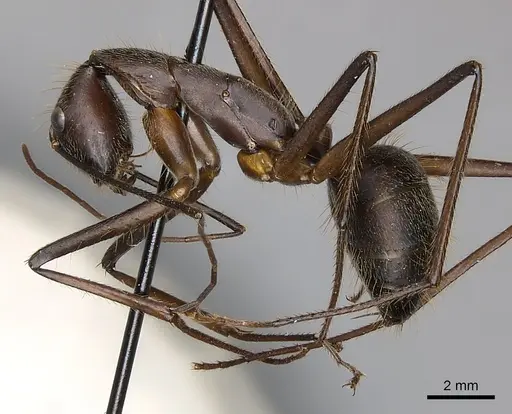 Camponotus cacicus specimen CASENT0217618 image casent0217618_3