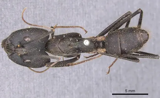 Camponotus cacicus specimen CASENT0905224 image casent0905224_1