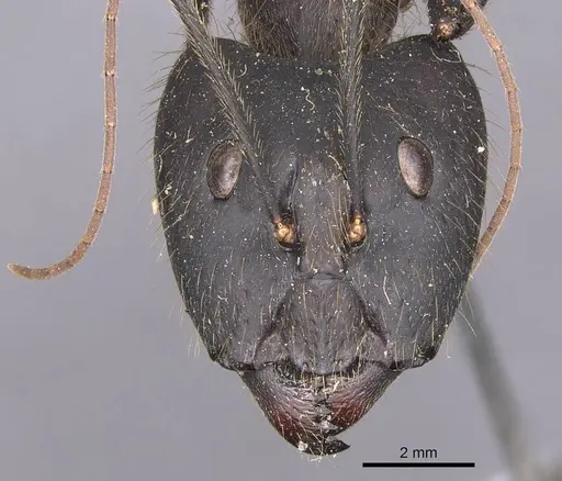 Camponotus cacicus specimen CASENT0905224 image casent0905224_2