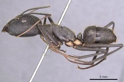 Camponotus cacicus specimen CASENT0905224 image casent0905224_3