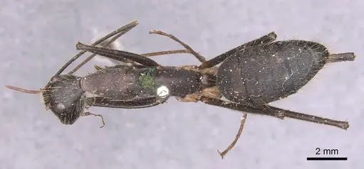 Camponotus cacicus specimen CASENT0905225 image casent0905225_1