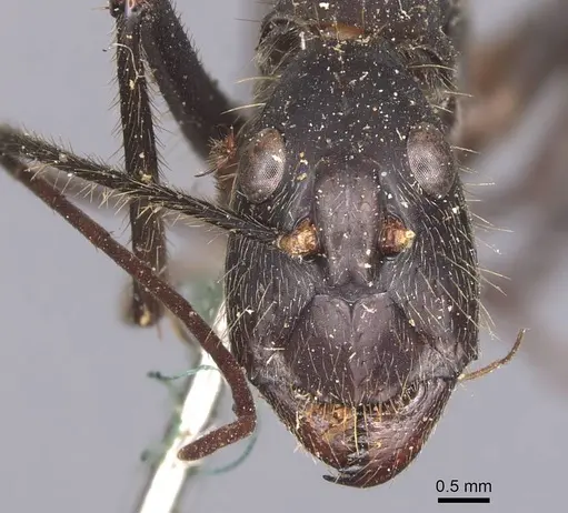 Camponotus cacicus specimen CASENT0905225 image casent0905225_2