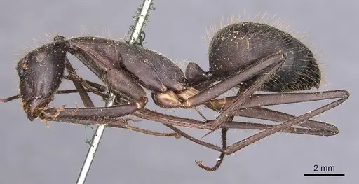 Camponotus cacicus specimen CASENT0905225 image casent0905225_3
