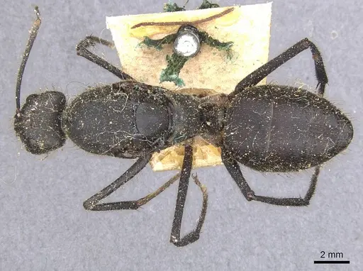 Camponotus cacicus specimen CASENT0911923 image casent0911923_1