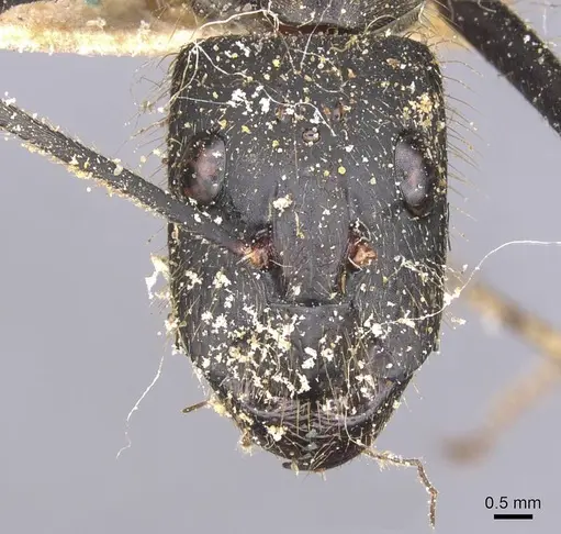 Camponotus cacicus specimen CASENT0911923 image casent0911923_2