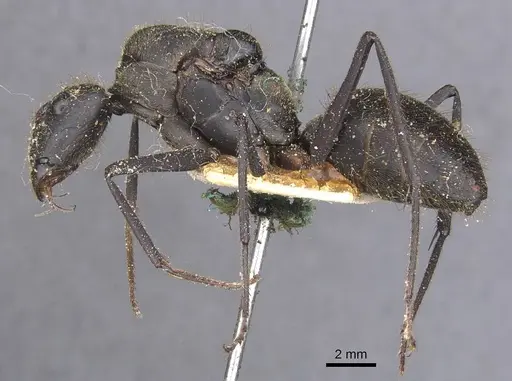 Camponotus cacicus specimen CASENT0911923 image casent0911923_3