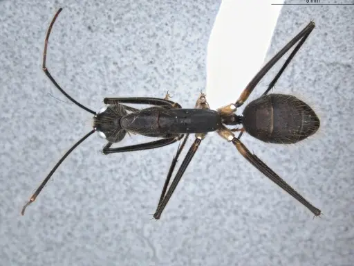 Camponotus cacicus specimen ECOFOG-GAL18-0281-03 image ecofog-gal18-0281-03_1