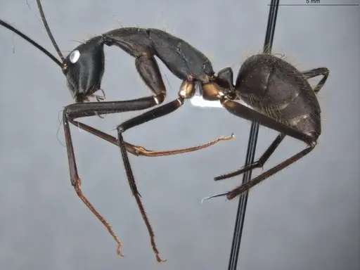 Camponotus cacicus specimen ECOFOG-GAL18-0281-03 image ecofog-gal18-0281-03_3