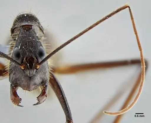 Camponotus cacicus specimen UFV-LABECOL-003824 image ufv-labecol-003824_2