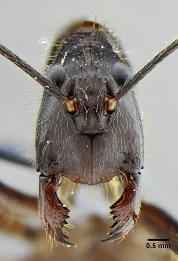 Camponotus cacicus specimen UFV-LABECOL-003824 image ufv-labecol-003824_3