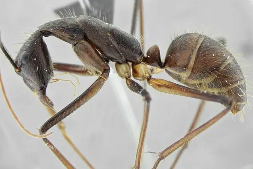 Camponotus cacicus specimen UFV-LABECOL-003824 image ufv-labecol-003824_4
