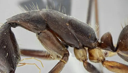 Camponotus cacicus specimen UFV-LABECOL-003824 image ufv-labecol-003824_5