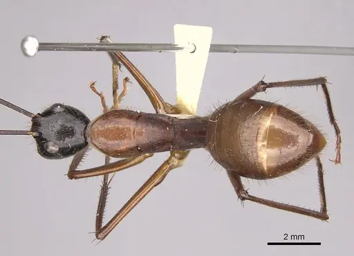 Camponotus caesar specimen CASENT0175521 image casent0175521_1