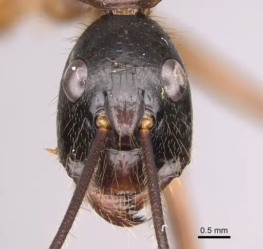 Camponotus caesar specimen CASENT0175521 image casent0175521_2