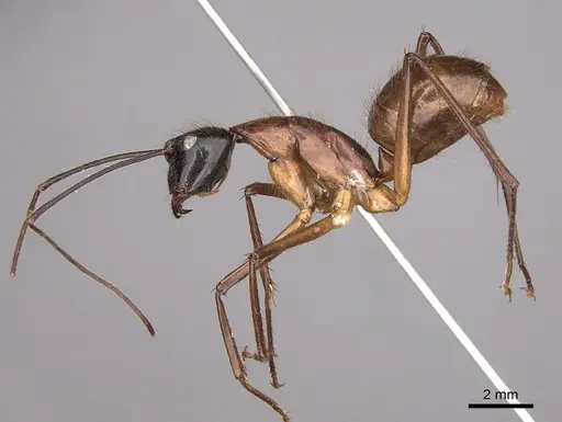 Camponotus caesar specimen CASENT0175521 image casent0175521_3