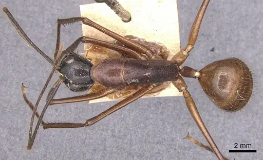 Camponotus caesar specimen CASENT0905187 image casent0905187_1