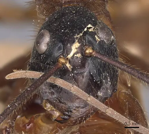 Camponotus caesar specimen CASENT0905187 image casent0905187_2