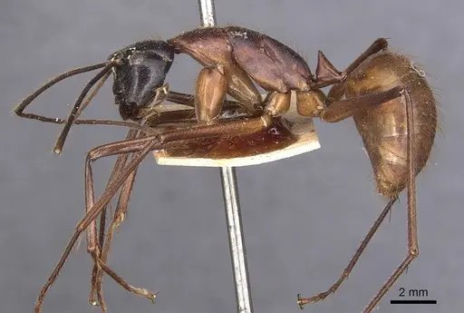 Camponotus caesar specimen CASENT0905187 image casent0905187_3