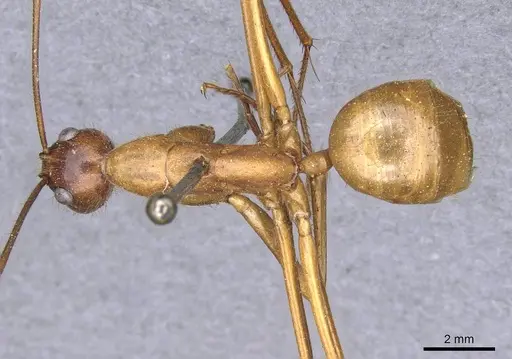 Camponotus caesar specimen CASENT0909948 image casent0909948_1
