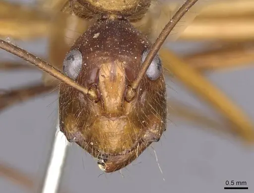 Camponotus caesar specimen CASENT0909948 image casent0909948_2