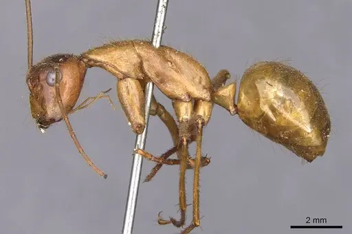 Camponotus caesar specimen CASENT0909948 image casent0909948_3