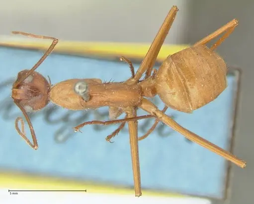 Camponotus caesar specimen FOCOL2346 image focol2346_1